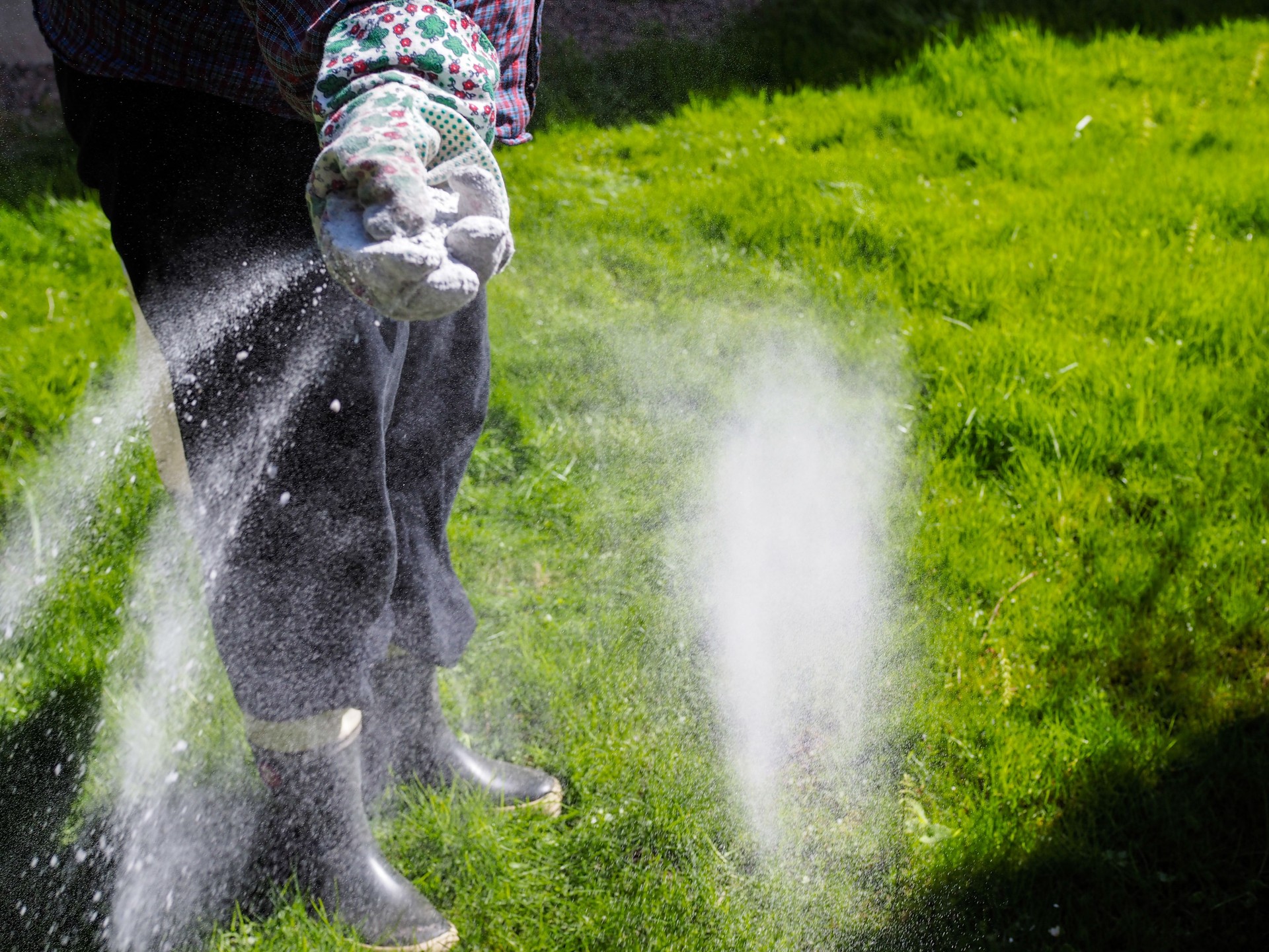 Take care of the lawn