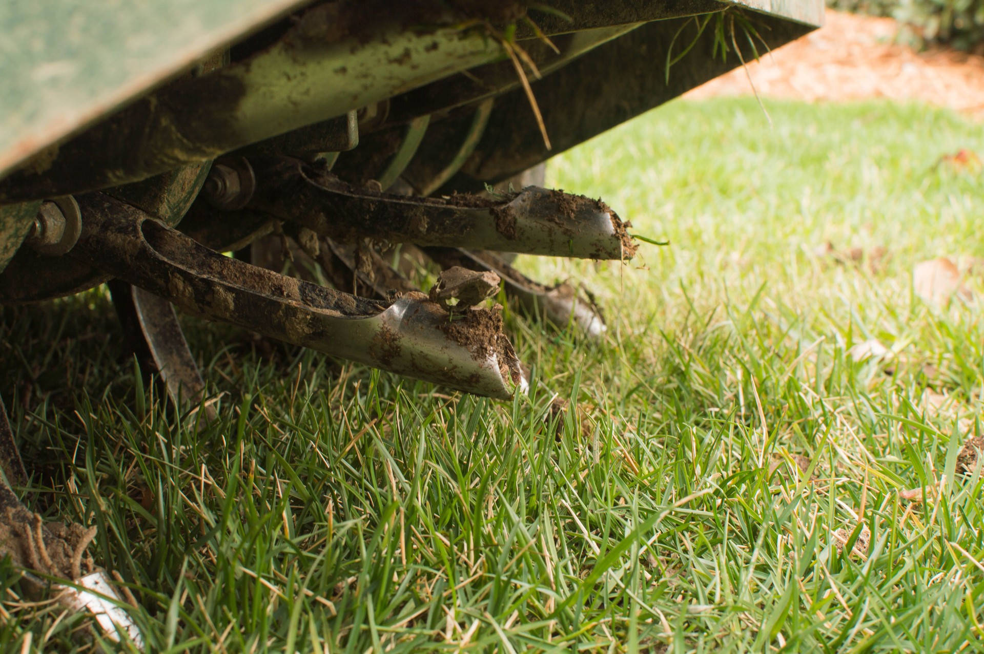 Core Aeration of a Tall Fescue Lawn