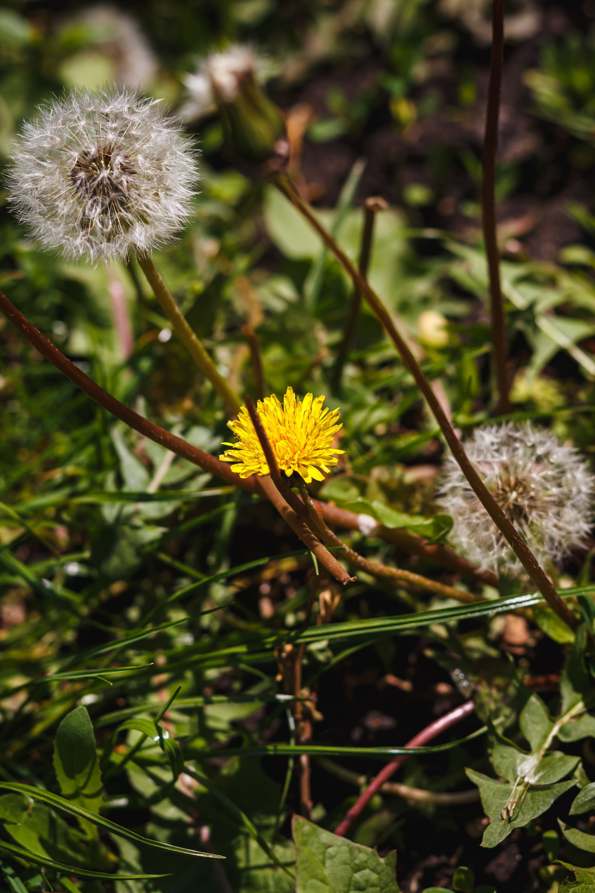 Ripe dandelion in a Kharkov yard in spring